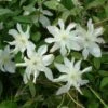Clématite - Clematis Montana Jacqui -Fleuriste clematite montana jacqui 681487 1