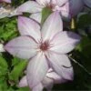 Clématite - Clematis Omoshiro -Fleuriste clematite osmoshiro 681354 1
