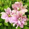 Clématite - Clematis Princesse Alexandra -Fleuriste clematite princess alexandra 681392 1