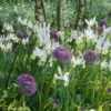 Collection Allium & Iris De Hollande 2 Collection Allium & Iris De Hollande -Fleuriste collection allium iris de hollande 15274 1