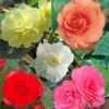 Collection 15 Begonias Grandifloras -Fleuriste collection begonias 51256 1
