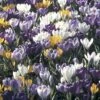 Collection 100 Crocus Grandes Fleurs Mammouth -Fleuriste collection crocus grandes fleurs 53971 1