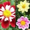 Collection Dahlias Collerette -Fleuriste collection dahlia colerettes 31450 1