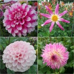 Collection Dahlias Bohême