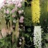 Collection Eremurus -Fleuriste collection eremurus 53574 1