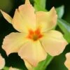 Dipladenia Diamantina Emerald Amber Star -Fleuriste dipladenia diamantina emerald amber star if 19667 1