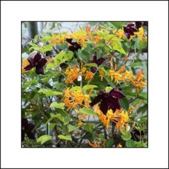 Duo Endiablé - Collection De Chèvrefeuille Et Clématite