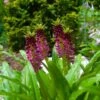 Eucomis Comosa Leia - Eucomide Rose -Fleuriste eucomis comosa leia 86060 p