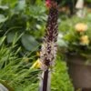 Eucomis Comosa Sparkling Rosy® - Eucomide Rose -Fleuriste eucomis comosa sparkling rosy 4190 3
