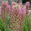 Eucomis Comosa Pink Gin - Fleur Ananas 1 Eucomis Comosa Pink Gin - Fleur Ananas -Fleuriste eucomis pink gin 15550 1