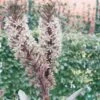 Eucomis Burgundy Wine 2 Eucomis Burgundy Wine -Fleuriste eucomis sparking burgundy 51273 1