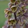 Fritillaire Persica Bicolor Magic Bells -Fleuriste fritillaire bicolor 54975 1