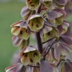 Fritillaire Persica Bicolor Magic Bells