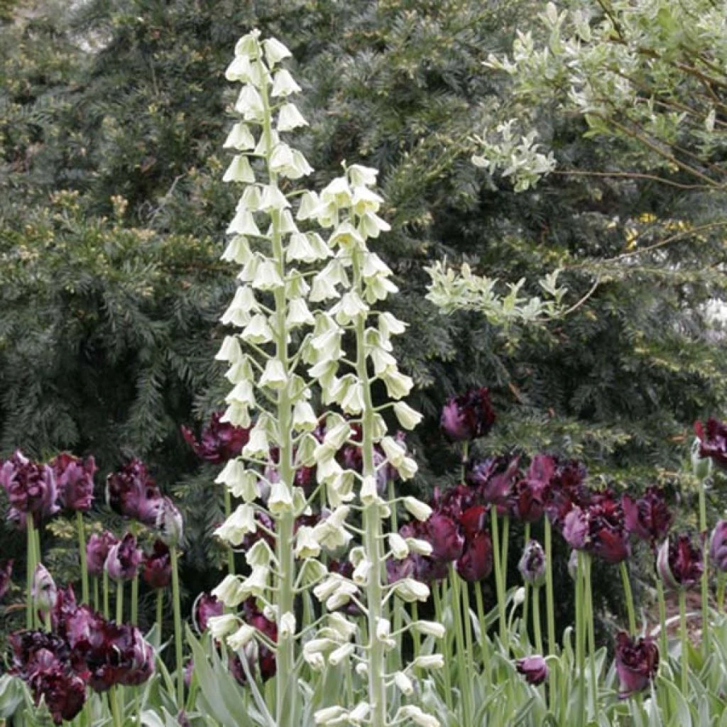 Fritillaria Persica Ivory Bells - Fritillaire De Perse 3 Fritillaria Persica Ivory Bells - Fritillaire De Perse
