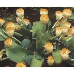 Scadoxus Ou Haemanthus Albiflos