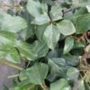 Lierre De Colchide - Hedera Colchica Arborescens (Fall Favorite) 2 Lierre De Colchide - Hedera Colchica Arborescens (Fall Favorite) -Fleuriste hedera colchica arborescens fall favorite 20cm en pot de3l 86129 1