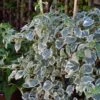 Hortensia Grimpant - Hydrangea Petiolaris Silver Lining -Fleuriste hydrangea petiolaris silver lining 813003 3