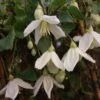 Clématite - Clematis Cirrhosa Jingle Bells -Fleuriste ilex aquifolium silver queen 87278 1