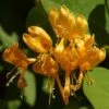 Chevrefeuille X Brownii Golden Trumpet -Fleuriste lonicera golden trumpet 771572 1