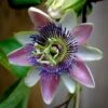 Passiflora Allardii - Fleur De La Passion -Fleuriste passiflora allardii 87026 1