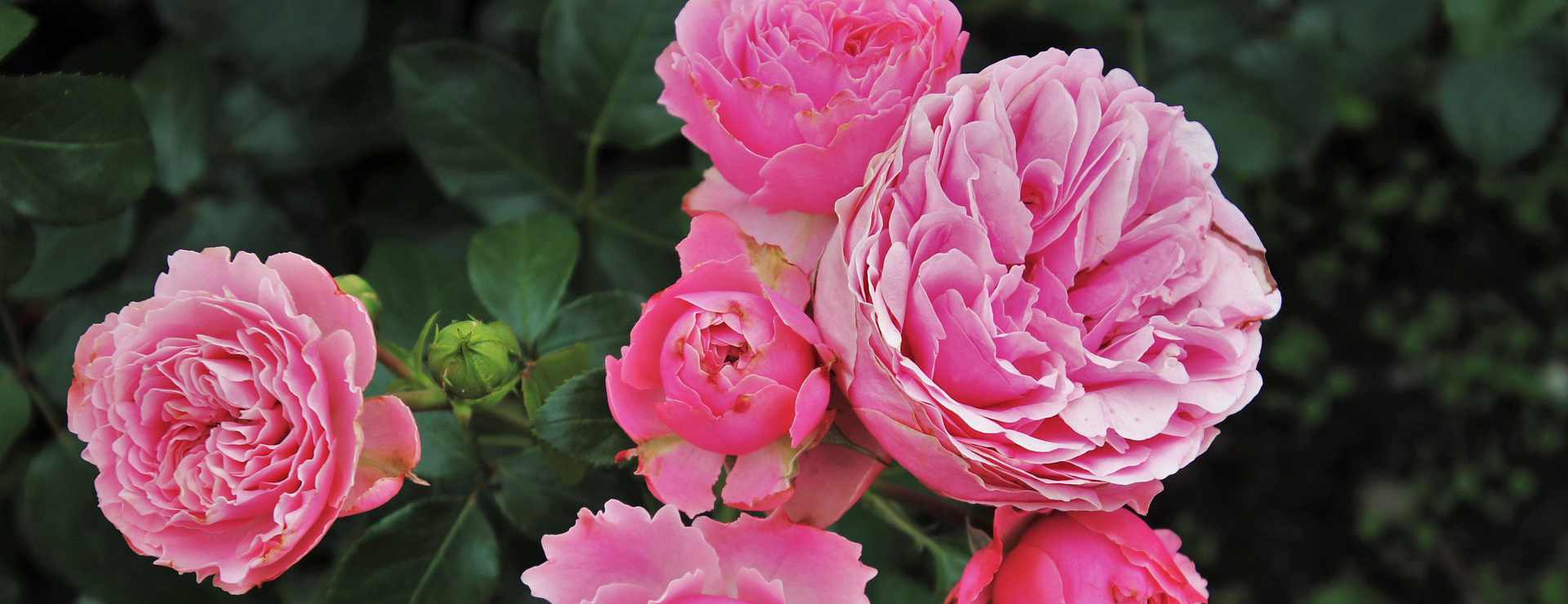 Fleuriste -Fleuriste roses 3481982 1920