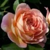 Rosier David Austin Lady Of Shalott -Fleuriste rosier anglais lady of shalot 771463 1