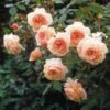 Rosier David Austin A Shropshire Lad -Fleuriste rosier david austin a shropshire lad 665312 1