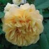 Rosier Ancien Fragrant Old Yellow 1 Rosier Ancien Fragrant Old Yellow -Fleuriste rosier fragant old yellow 771501 1