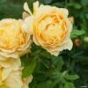 Rosier David Austin Golden Celebration -Fleuriste rosier golden celebration 66521 1