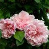 Rosier Grimpant Albertine -Fleuriste rosier grimpant albertine 665082 1