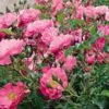 Rosier Couvre-sol Rigo Néon -Fleuriste rosier rigo neon 771523 1