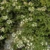 Schizophragma Hydrangeoïdes -Fleuriste schizophragma hydrangeoide 771530 1