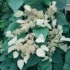 Schizophragma Hydrangeoides Moonlight 2 Schizophragma Hydrangeoides Moonlight -Fleuriste schizophragma moonlight 771567 1