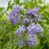 Solanum Crispum Glasnevin 1 Solanum Crispum Glasnevin -Fleuriste solanum crispum glasnevin 80051 3