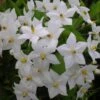 Solanum Jasminoides Album -Fleuriste solanum jasminoides album 491544 3