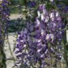 Glycine Du Japon - Wisteria Floribunda Domino Ou Issai -Fleuriste wisteria floribunda domino 771557 1